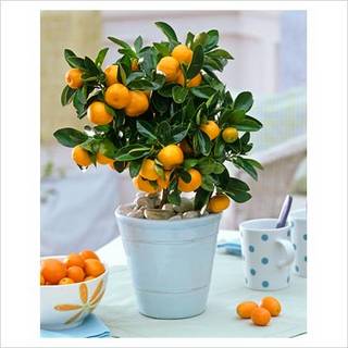 Orange Tree 