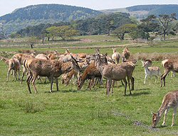 Assorted Deer