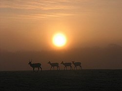 Deer sunset