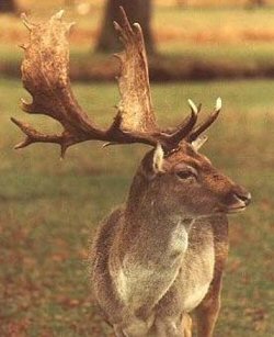 Fallow Deer Buck