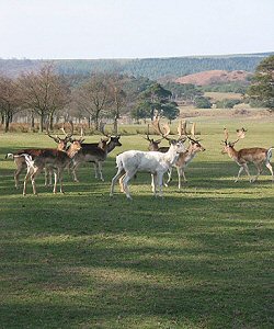 Fallow deer colour variation