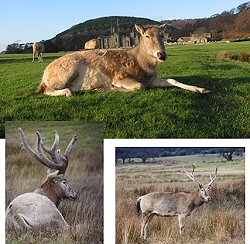 Pere David Deer