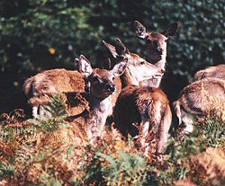 Red Deer