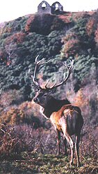 Red deer stag