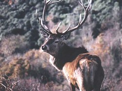 Image of a Red Deer