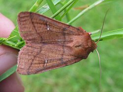 Image of a Double Line moth