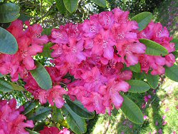 Image of Rhododendrons