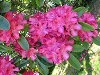 Rhododendrons