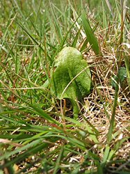 Adder’s Tongue fern