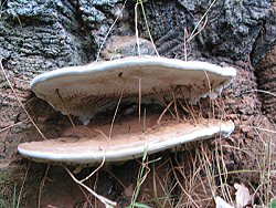 Bracket Fungi