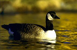 Canada Goose