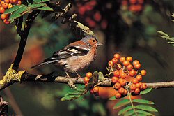 Chaffinch