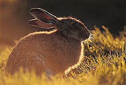 Hare