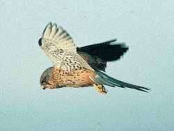 Kestrel