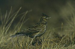 Skylark