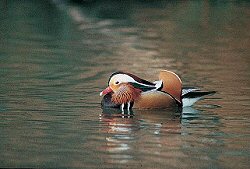 Mandarin Duck