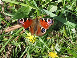 Peacock Butterfly