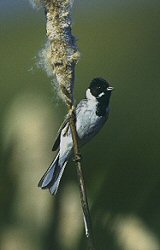 Reed Bunting