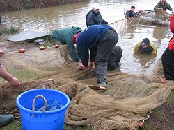 Removing Fish