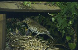 Song Thrush