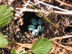 Song Thrush Nest