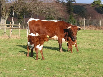 Photo of cows in Margam Park