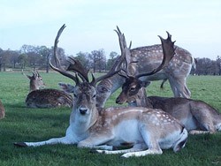 Photo of deer at Margam Park