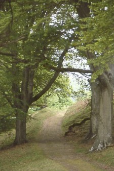 Shady footpaths