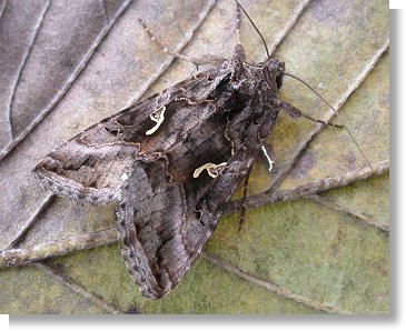 Silvery Moth