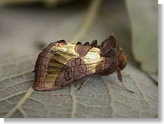 Burnished Brass Moth