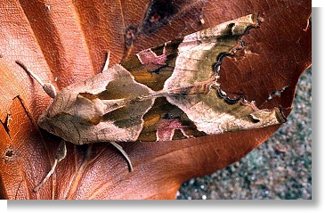 Angle Shades Moth