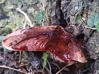 Beef Steak Fungus