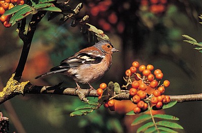 Chaffinch feasting on rowan berries