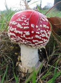 Fly Agaric fungus