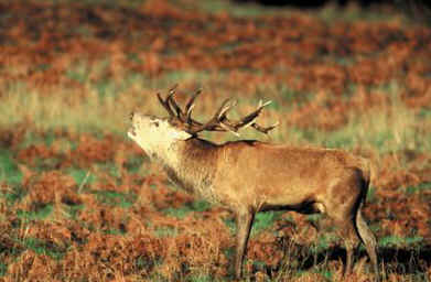 Red Deer Stag