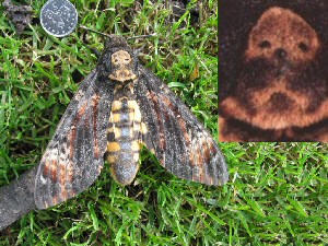 'Skull' on thorax of a atropos