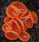 Orange-Peel Fungus