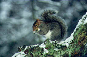 Margam Park Rangers Diary - November - Squirrel