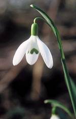 Snow Drop