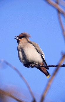 Waxwing