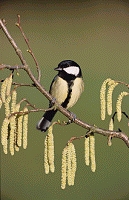 Garden Birds