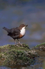 Dipper