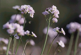 smock Cardamine pratensis