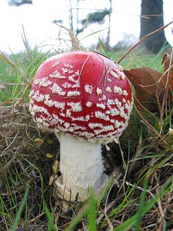 Amania Muscaria