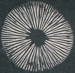 Spore Print