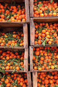 Growing citrus fruit Growing citrus fruit