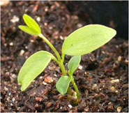 Orange seedling