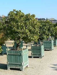 Versailles planters