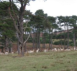 Deer herd