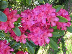 Image of Rhododendrons Image of Rhododendrons